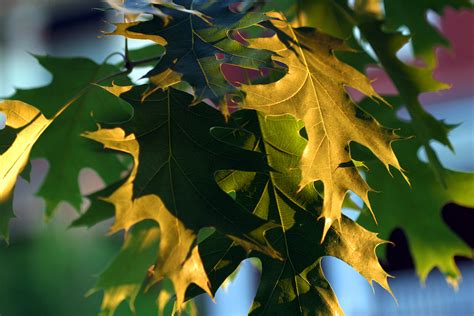 photos of oak leaves